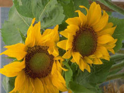 org.sunflowers